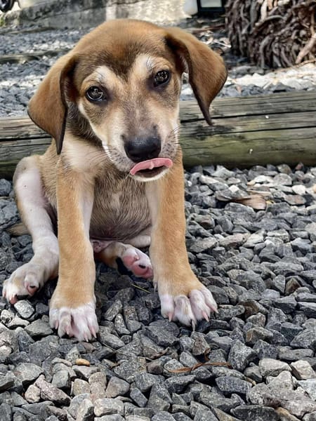 Zifandel, mâle croisé berger, né le 14/07/2025 🐶
