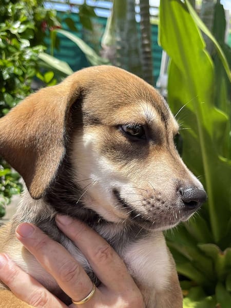Zifandel, mâle croisé berger, né le 14/07/2025 🐶