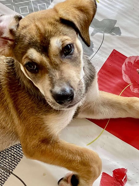 Zifandel, mâle croisé berger, né le 14/07/2025 🐶