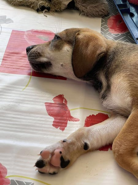 Zifandel, mâle croisé berger, né le 14/07/2025 🐶