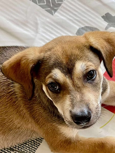 Zifandel, mâle croisé berger, né le 14/07/2025 🐶