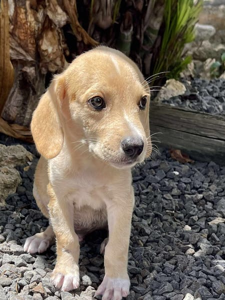 Malbec, mâle croisé berger, né le 14/07/2025 🐶