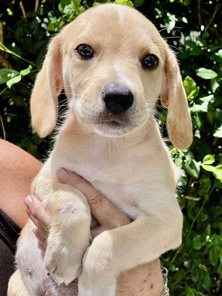 Malbec, mâle croisé berger, né le 14/07/2025 🐶