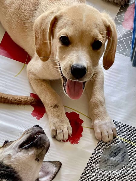Malbec, mâle croisé berger, né le 14/07/2025 🐶