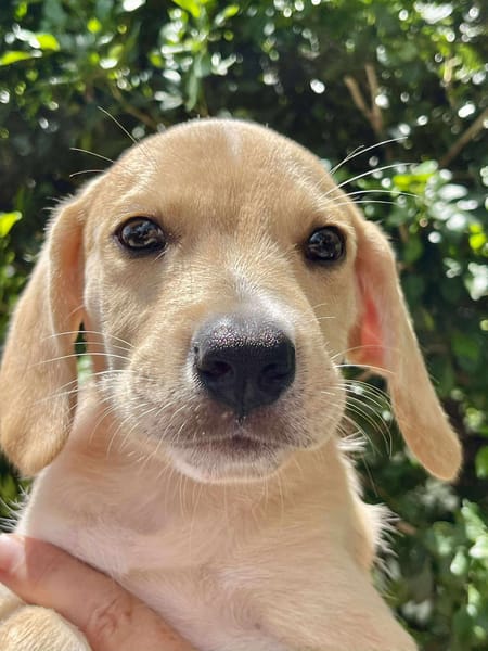 Malbec, mâle croisé berger, né le 14/07/2025 🐶