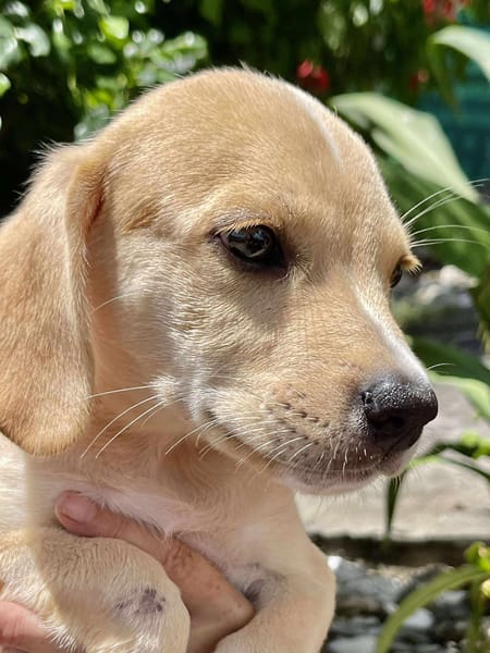 Malbec, mâle croisé berger, né le 14/07/2025 🐶