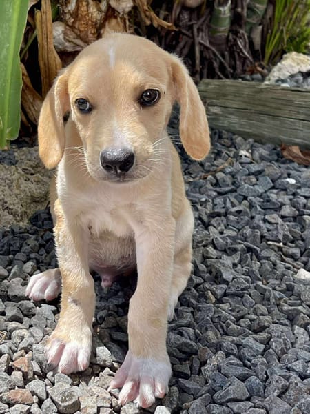 Malbec, mâle croisé berger, né le 14/07/2025 🐶