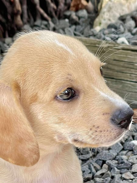Malbec, mâle croisé berger, né le 14/07/2025 🐶