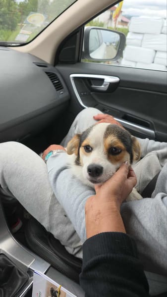 Lulu