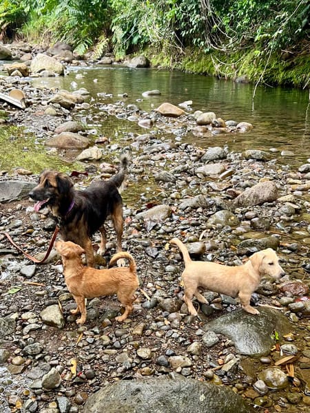 Bobby, attend depuis trop longtemps sa famille