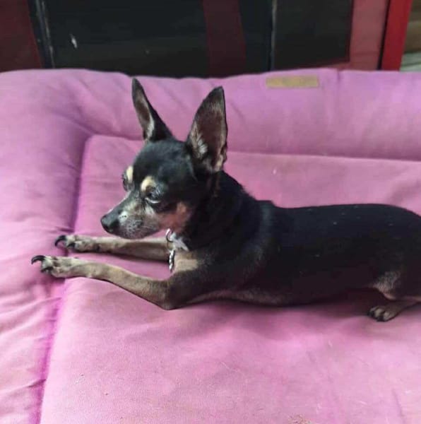 ZIGGY le petit pinscher