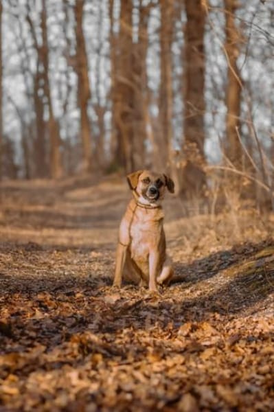Vili-LM, Kuschelboy sucht Familie