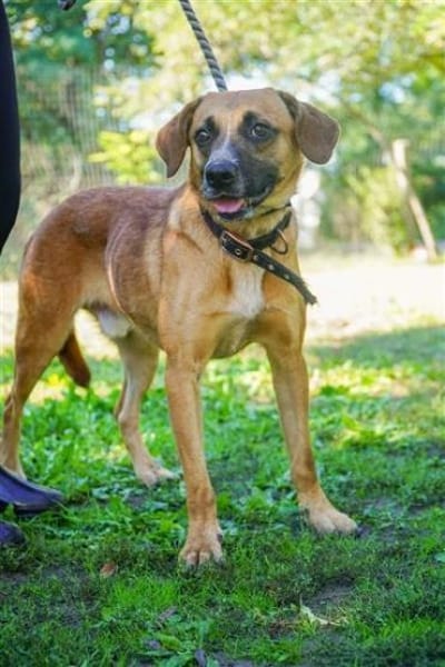 Vili-LM, Kuschelboy sucht Familie