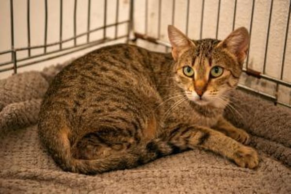 Myria  braucht Sicherheit 🐱