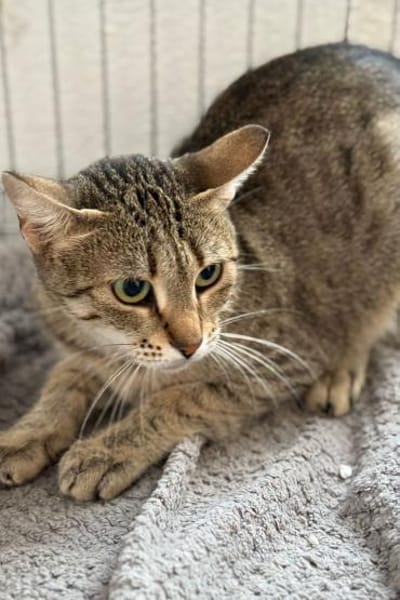 Myria  braucht Sicherheit 🐱