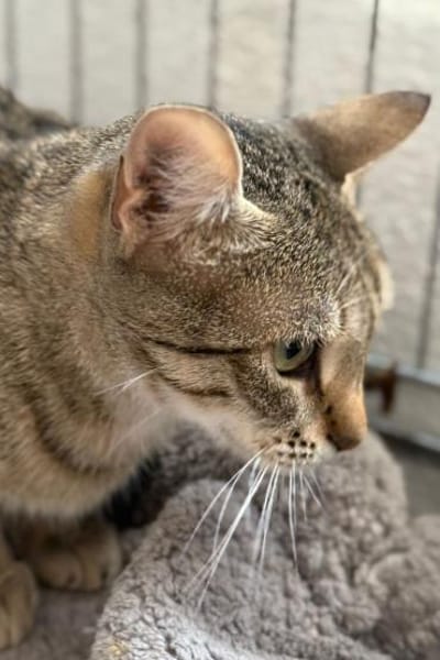 Myria  braucht Sicherheit 🐱