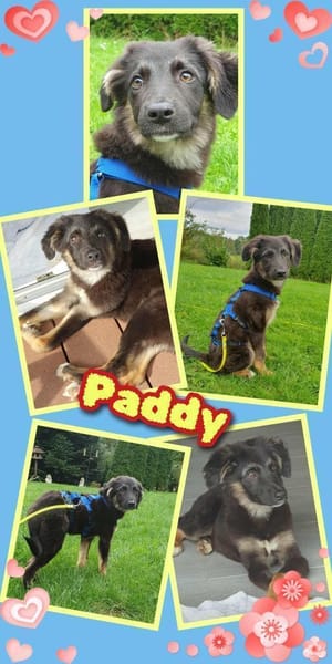 Süßer Paddy - auf Pflegestelle!