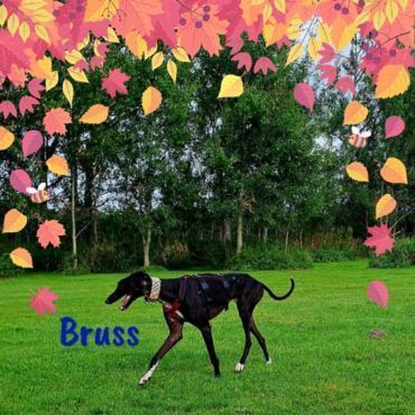 Bruss unkomplizierter Galgo 1/23 DE PS