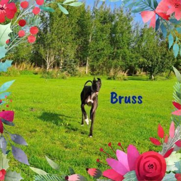 Bruss unkomplizierter Galgo 1/23 DE PS