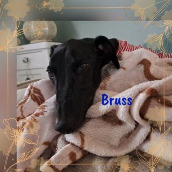 Bruss unkomplizierter Galgo 1/23 DE PS