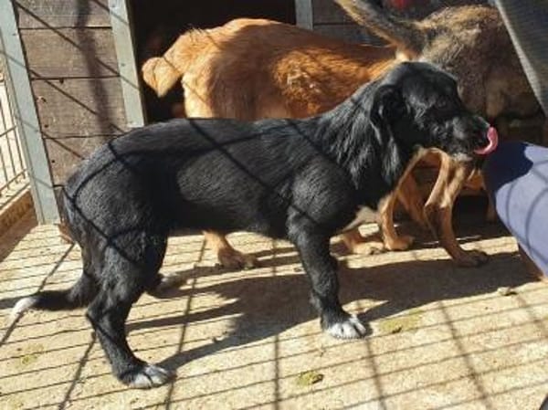PÜPPI-sanfte Schönheit, 31 cm(w)