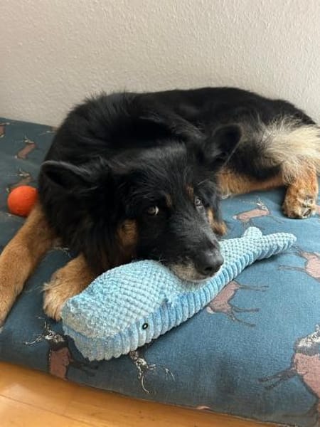 Fröhlicher Bruno sucht sein Zuhause