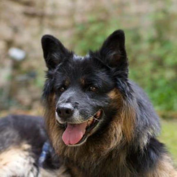 Fröhlicher Bruno sucht sein Zuhause