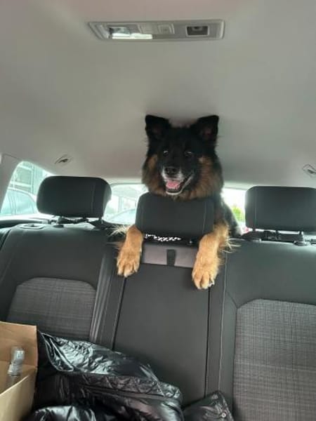 Fröhlicher Bruno sucht sein Zuhause