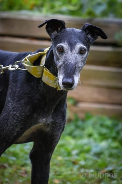 Romeo - Zuhause gesucht