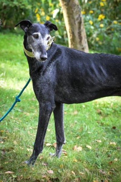 Romeo - Zuhause gesucht