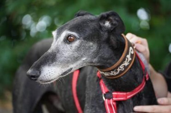 Romeo - Zuhause gesucht