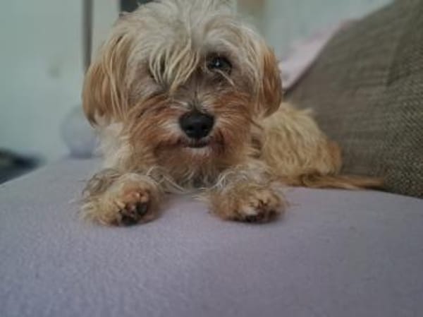 Zuckermaus ANOUK sucht ihr Zuhause