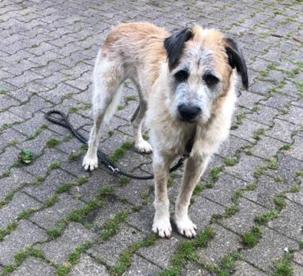 Sanfter großer Coco sucht Zuhause