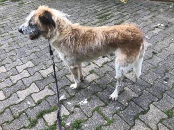 Sanfter großer Coco sucht Zuhause