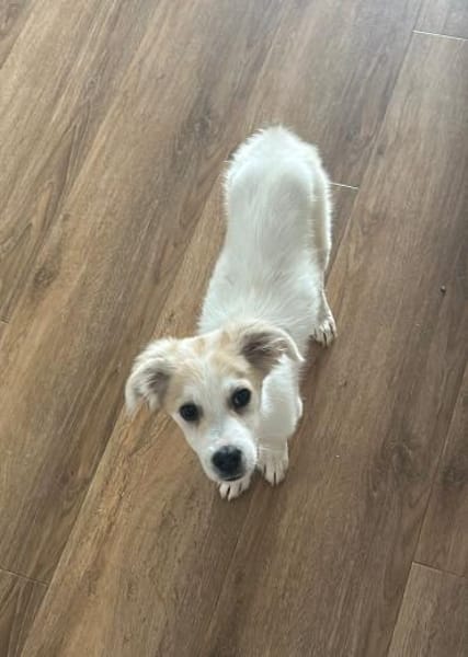 Gizmo kleiner süßer Junge .....