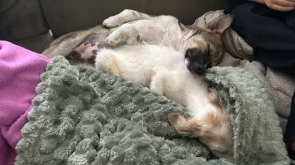 Gizmo kleiner süßer Junge .....