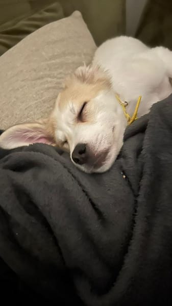 Gizmo kleiner süßer Junge .....