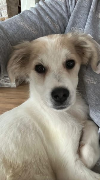 Gizmo kleiner süßer Junge .....