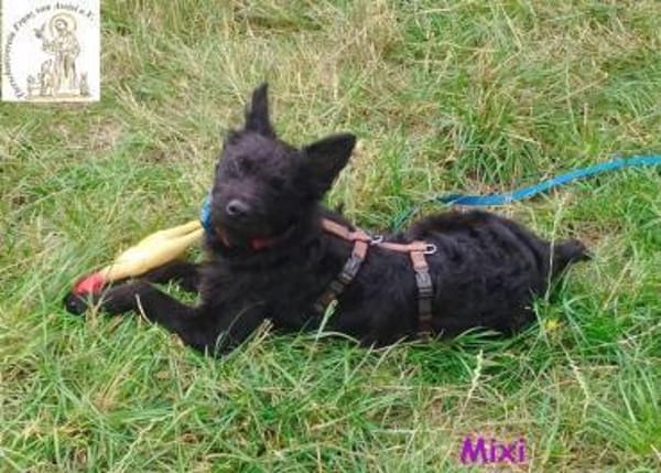 Mixi - süße, aufgeweckte kleine Hündin