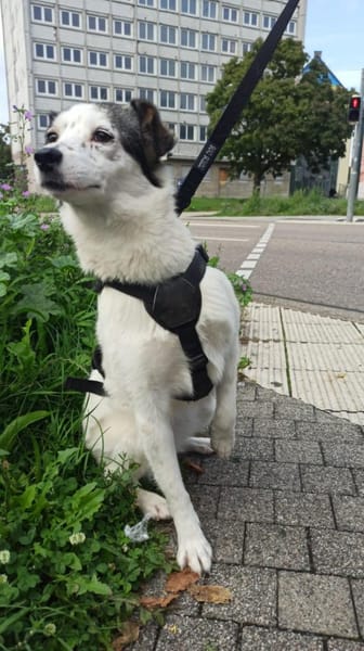 Maia; sucht Ruhe und Sicherheit