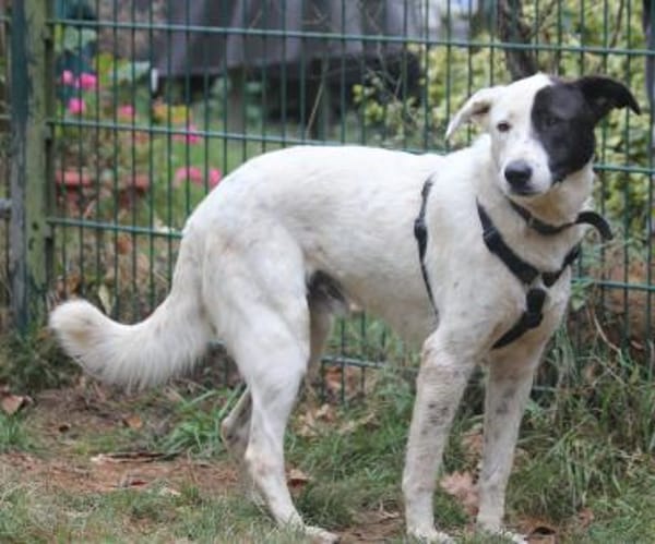 Duke sucht dringend liebe Menschen