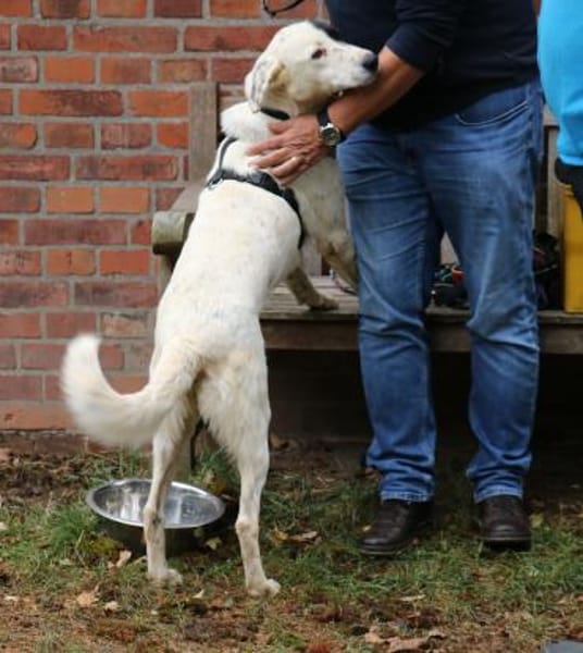 Duke sucht dringend liebe Menschen