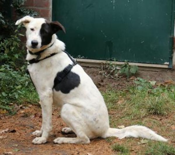 Duke sucht dringend liebe Menschen