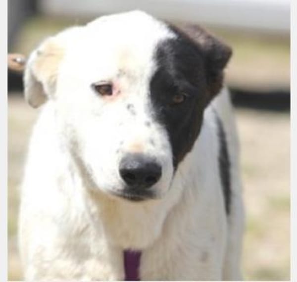 Duke sucht dringend liebe Menschen