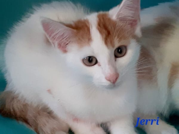 Jerri