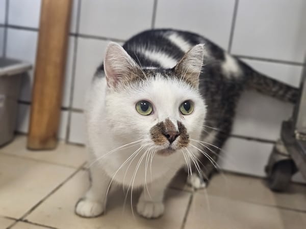 maliusea