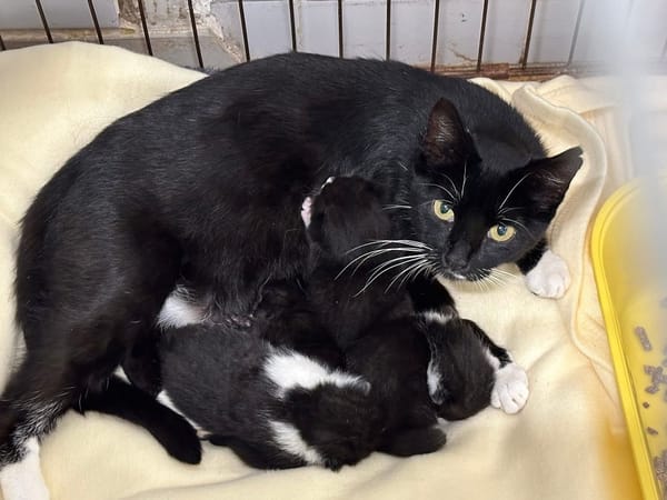 GAIA en famille relais