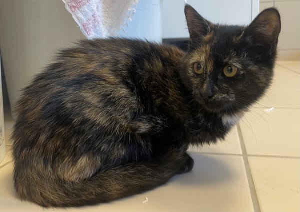 ELVIRA (réservé)