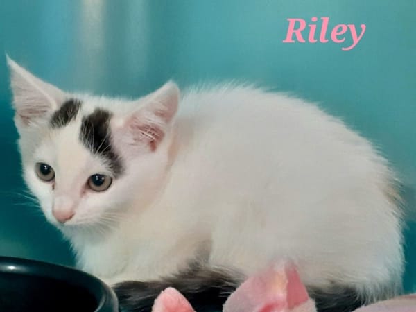 Riley