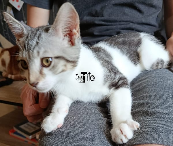 TITO